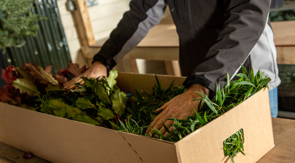 Hands packing foliage into a branded Irish Green Guys box