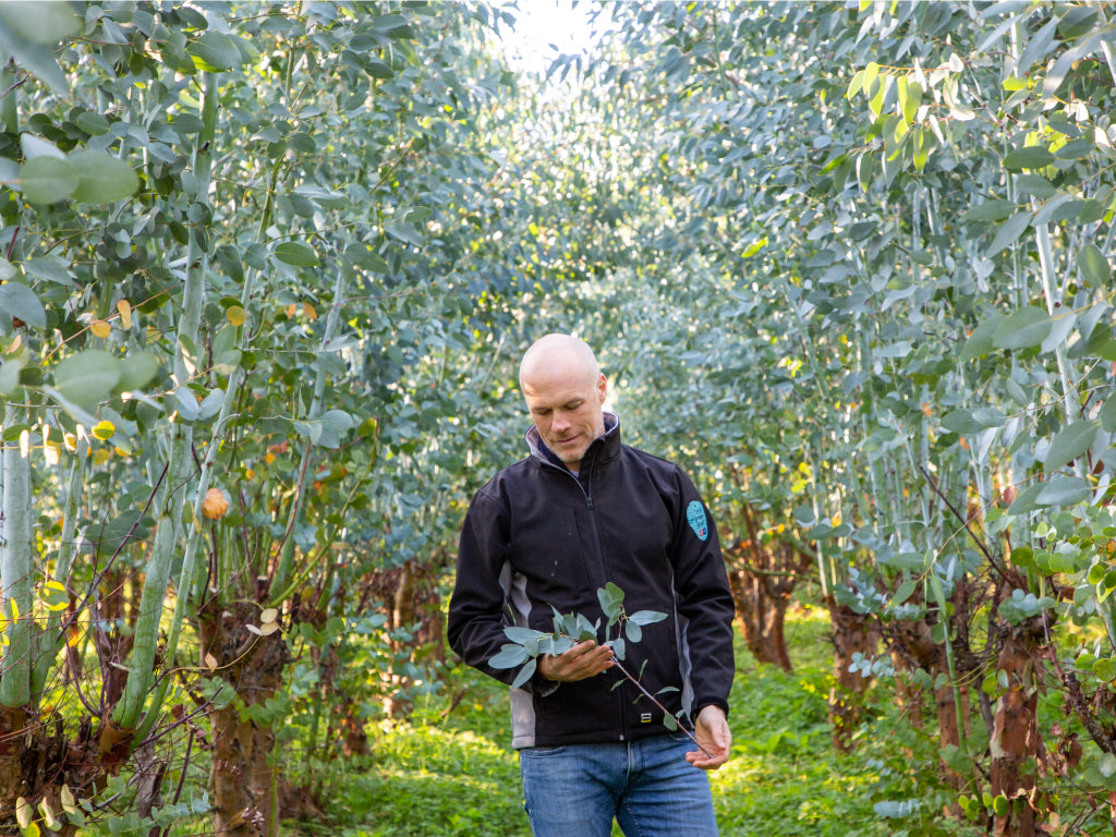 Owner, James with his Eucalytpus trees