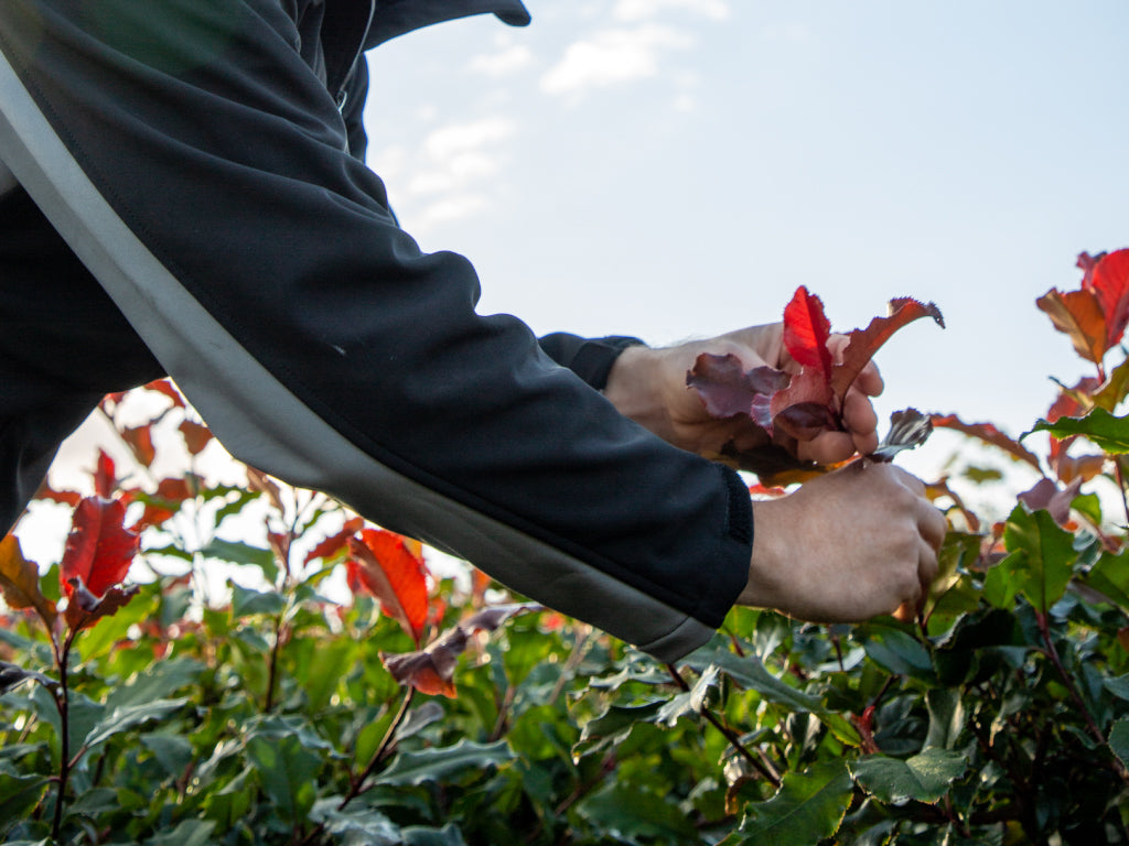 Hands checking over a stem of Photinia