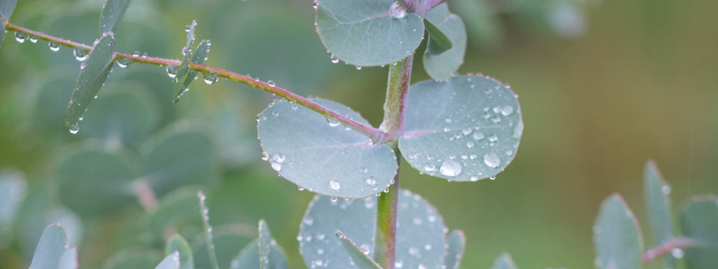 A close up photograph Eucalyptus Leaves with water droplets on them